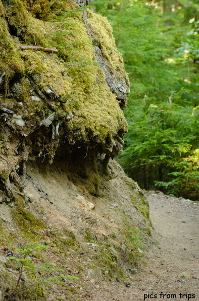 mossy trail2011d24c002.jpg